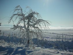 landscape of extraordinary beauty snowy wood in countryside at winter