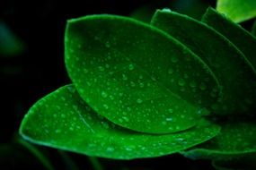 green leaves in dew drops