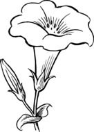 black and white drawing of a lily flower