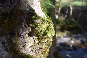 tree green sunny moss