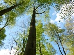 esthetic tall trees