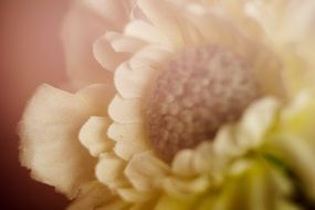 flower close-up under the sun