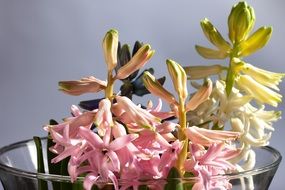 bouquet of hyacinth in vase