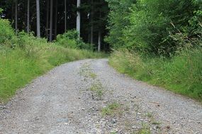 dirt road leads to the forest