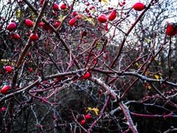 rose hip plant berries road branch