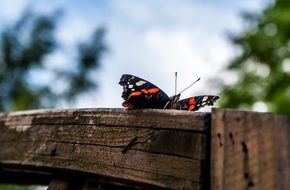 butterfly on a wooden bar close-up on blurred background