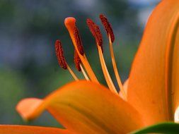 yellow hibiscus flower closeup
