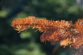 dead branch of a conifer tree