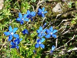 blue alpine flowers among green grass