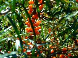 closeup photo of sea buckthorn fruits in the alpine forest