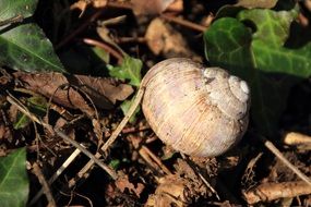 spectacular beautiful snail