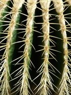 spurs on Echinocactus