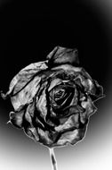 black and white drawing of a dead rose