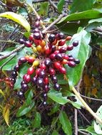 plant with exotic fruits in Thailand