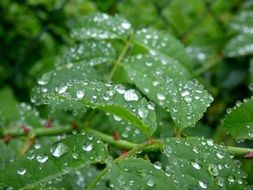 raindrops on green leaves in nature