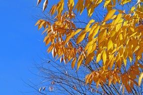 extraordinarily beautiful foliage leaves