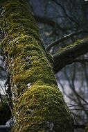 moss on the trunk in the forest