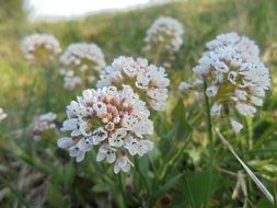 Picture of the spring white flowers