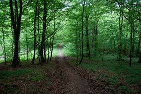 trail in the thickets of green forest