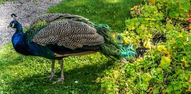 beautiful peacock on grass