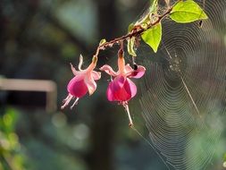 white cobweb on fuchsia