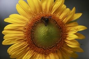 pollinaton of sunflower