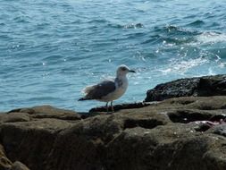 seagull bird on the shore