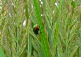 dung beetle on the blade of grass