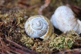 shell empty snail on dry moss close-up