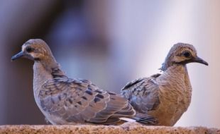 two pigeons look in different directions