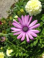 beautiful purple garden flower in spring