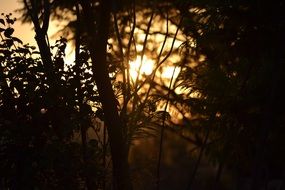 golden sunshine through dark trees