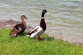 mallards pair
