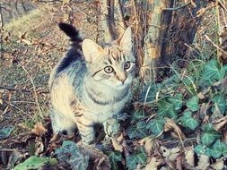 extraordinarily beautiful cat