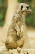 african meerkat lookout