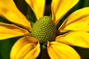 large petals of a yellow flower