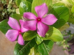 periwinkle pink flowers