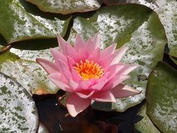 pink water lily in the lake blooming