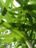 juicy green plant
