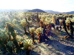 joshua tree national park in America