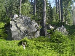 grey boulders in forest at summer