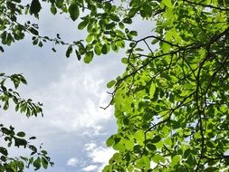 green foliage on a sunny day