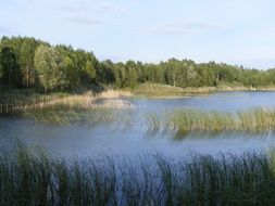 Pond with the grass