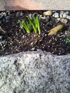 green sprouts in a flowerbed