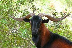 wild goat with swirling horns in Mallorca close-up
