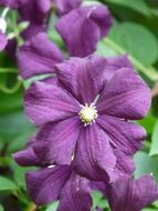 dark purple clematis closeup