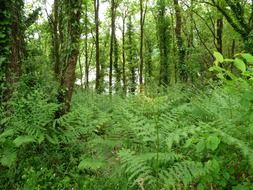 green forest in the fern