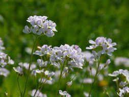 cuckoo flowers in nature