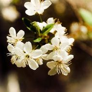 macro photo of white flowers in nature