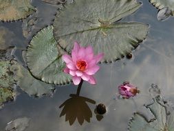 cute little water pink lily in a pond